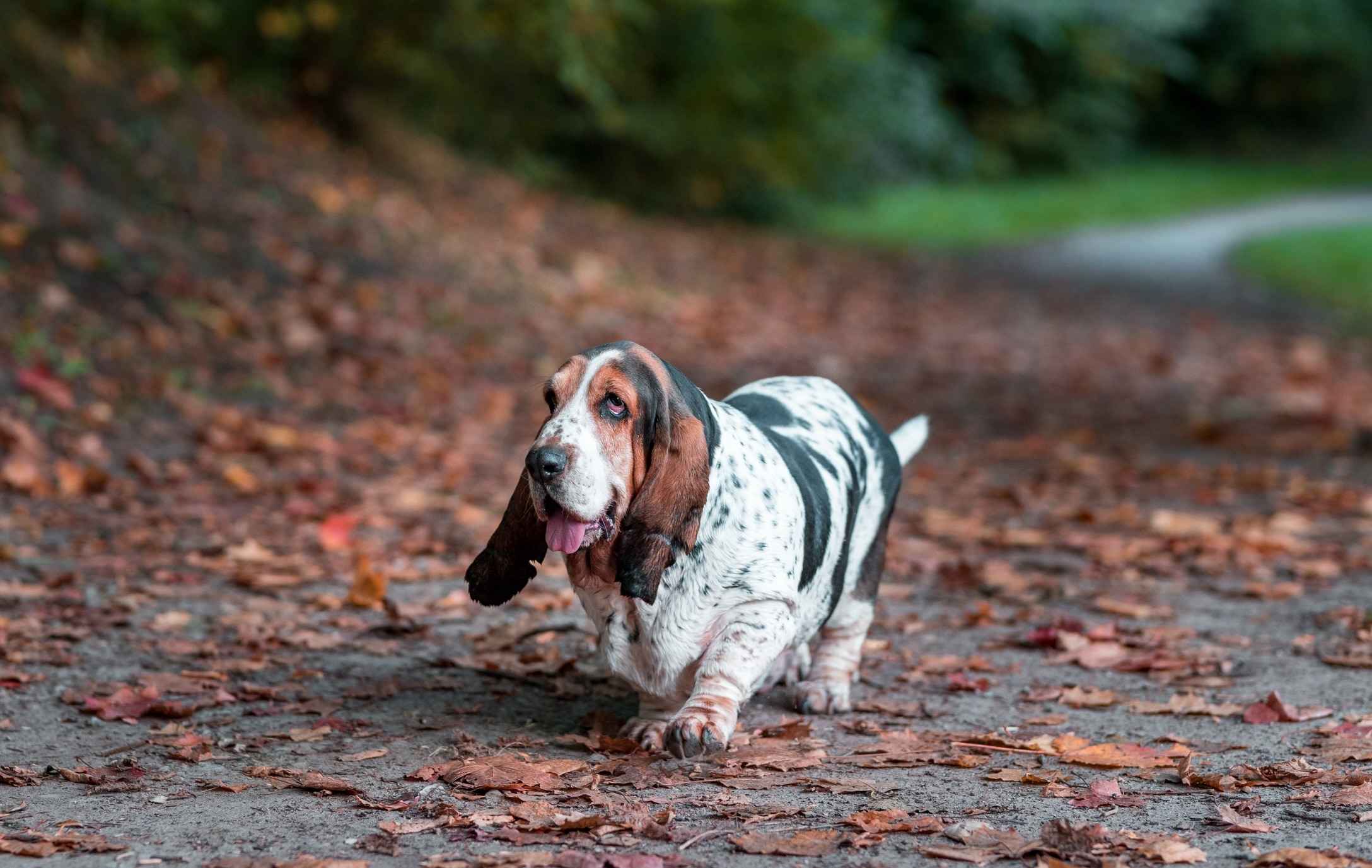 droopy basset hound walking down a hiking trail