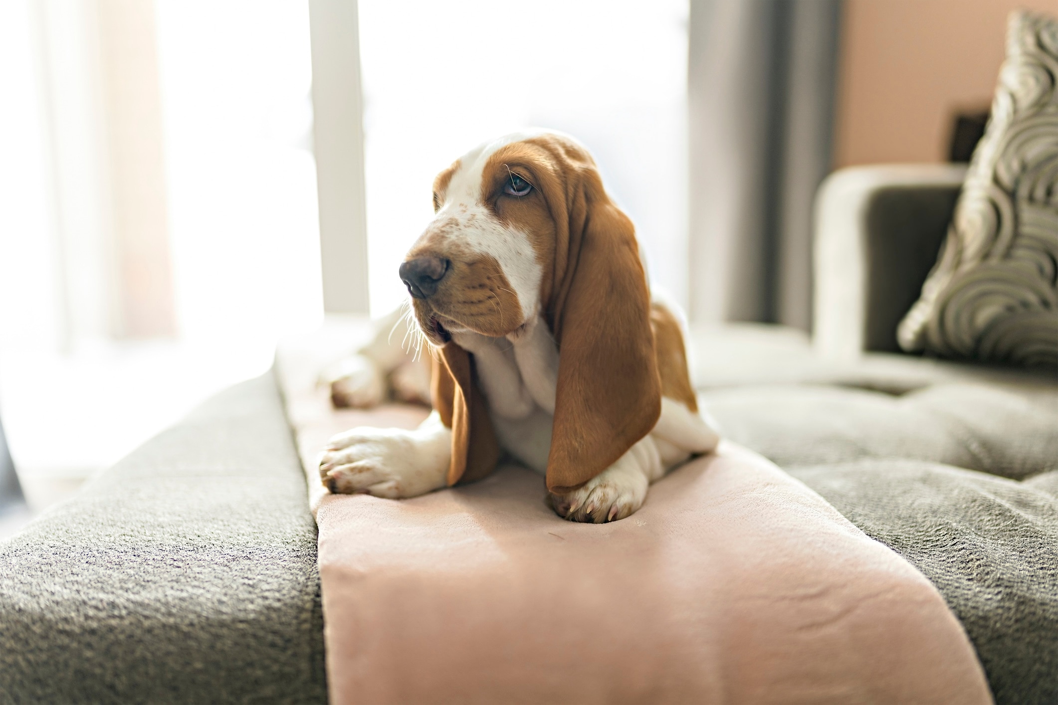 brown and white basset hound lying on a bed