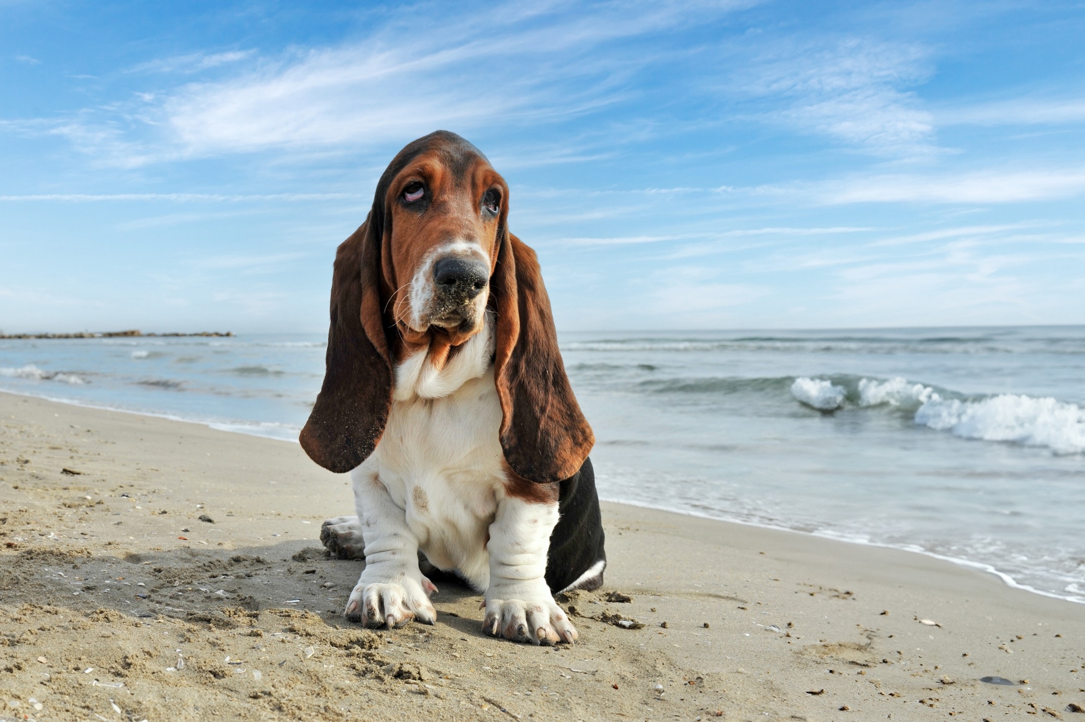 tricolored basset hound sitting on a beach