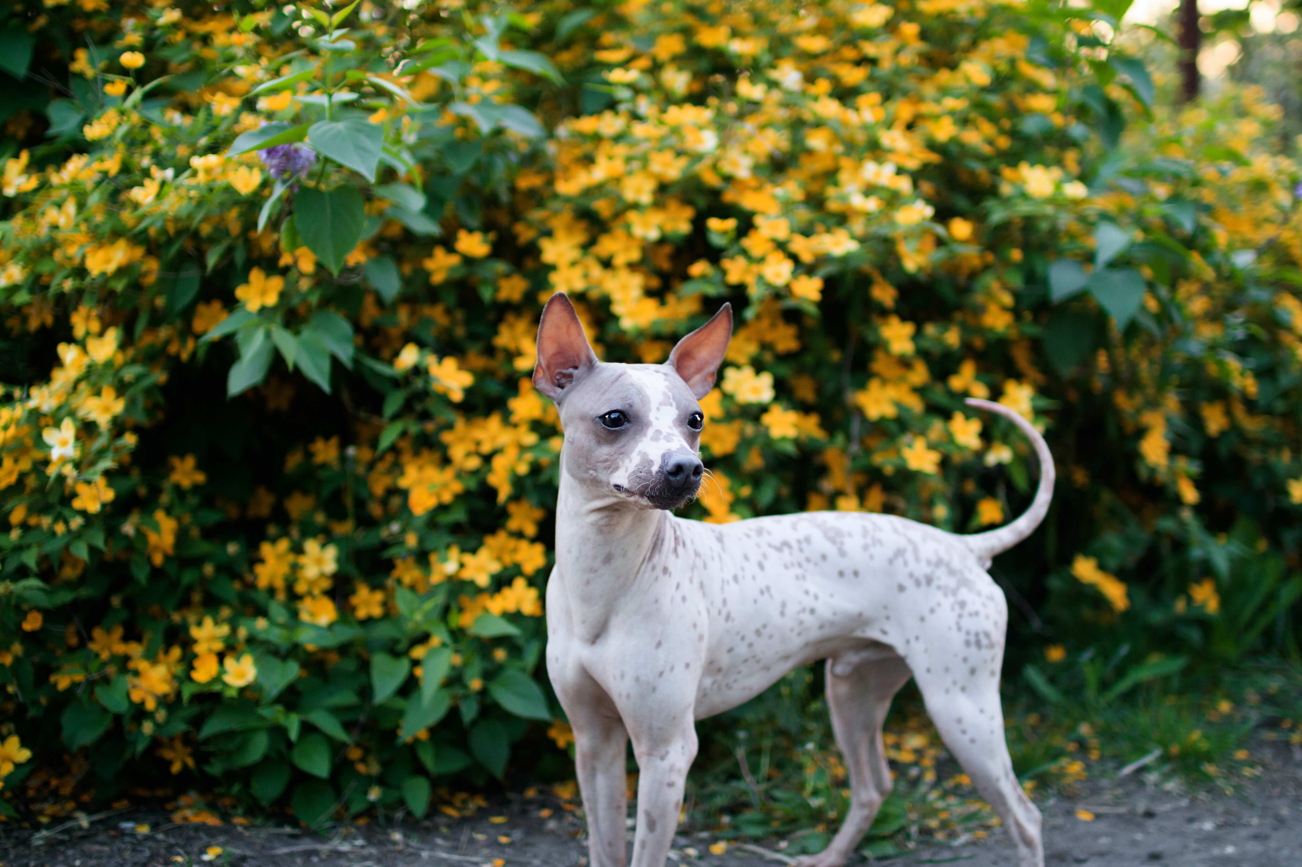 speckled american hairless terrier standing in front of a bush with yellow flowers