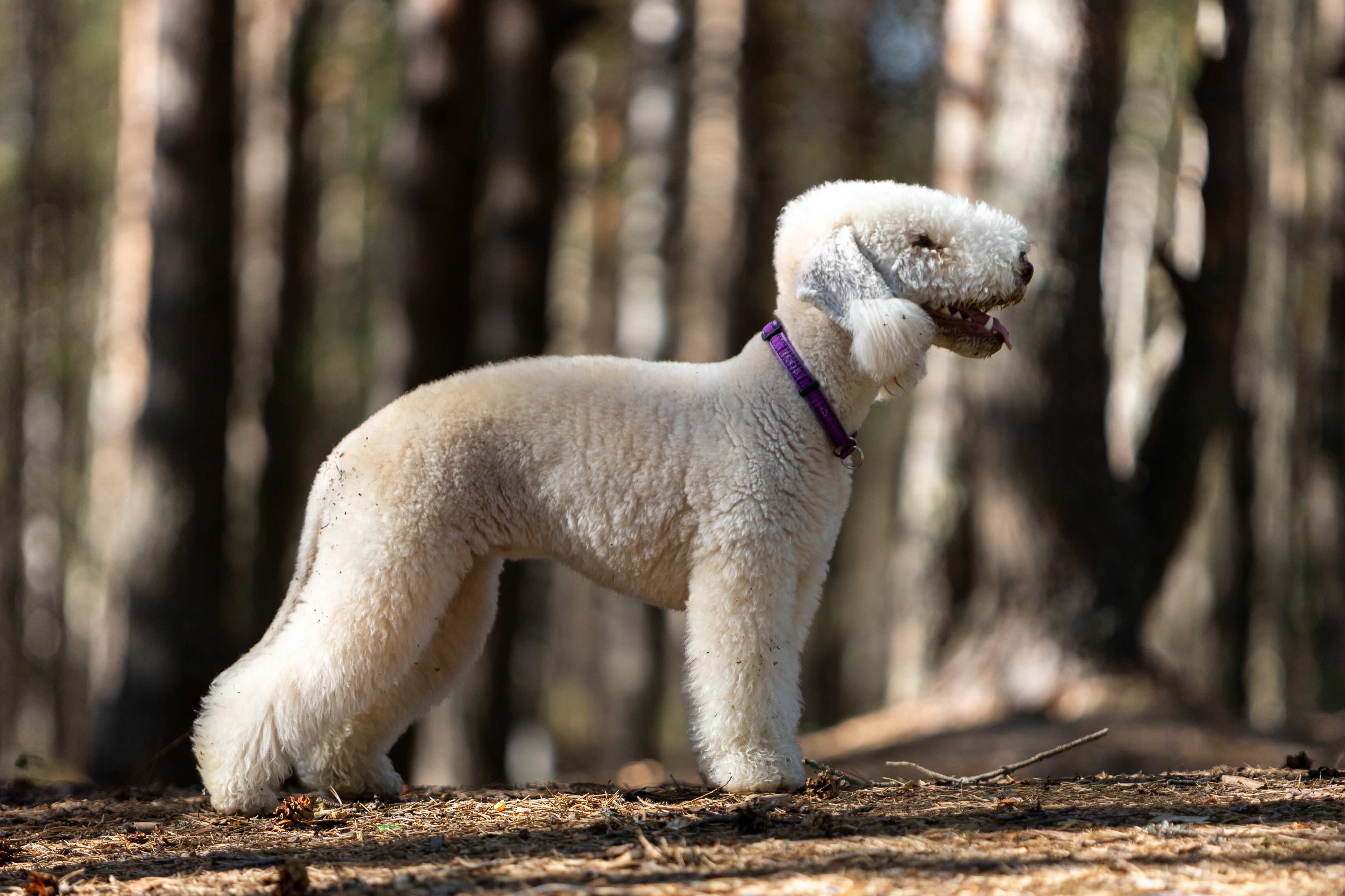 curly-haired bedlington terrier standing in a hiking path