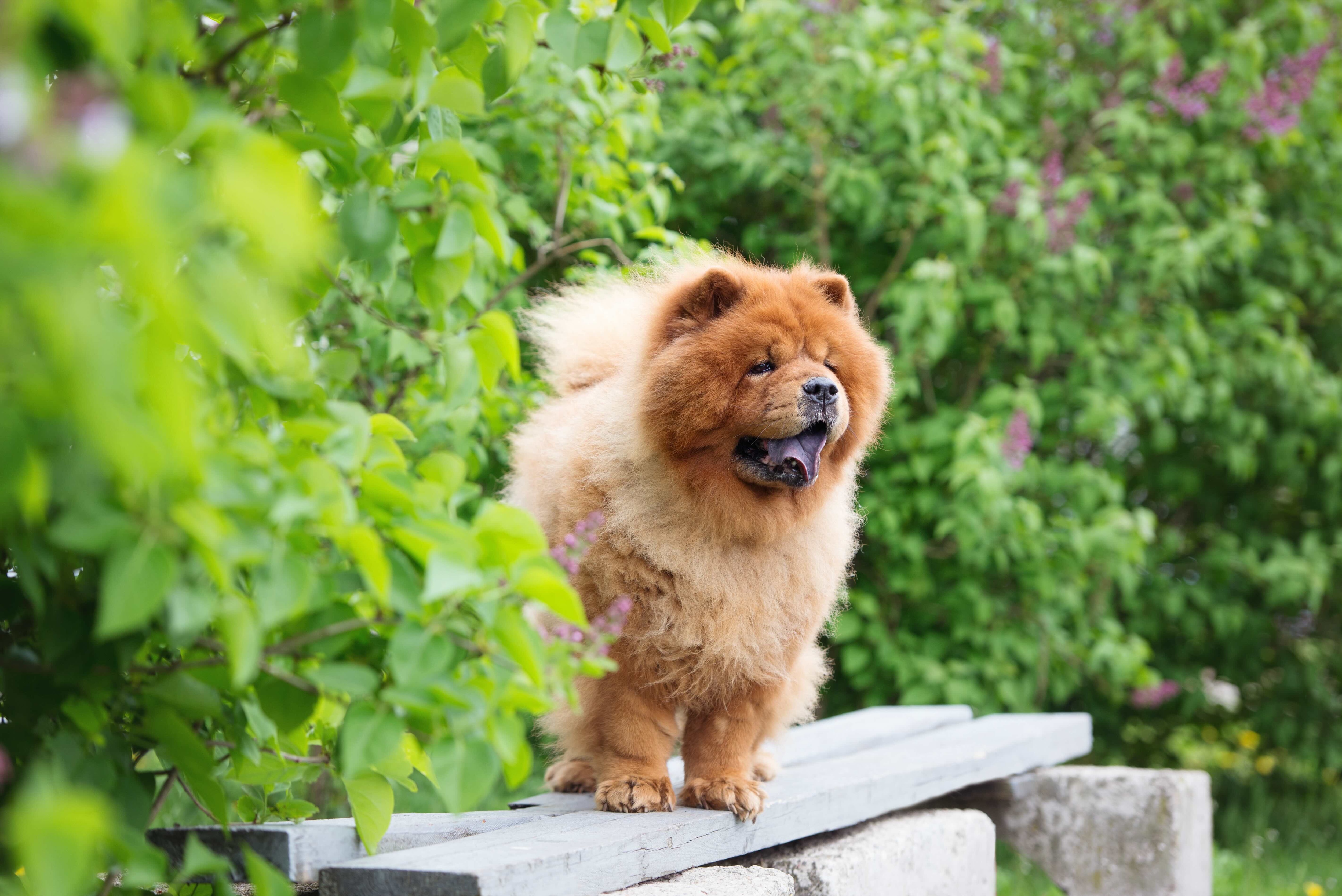 fluffy red chow chow standing on a park bench