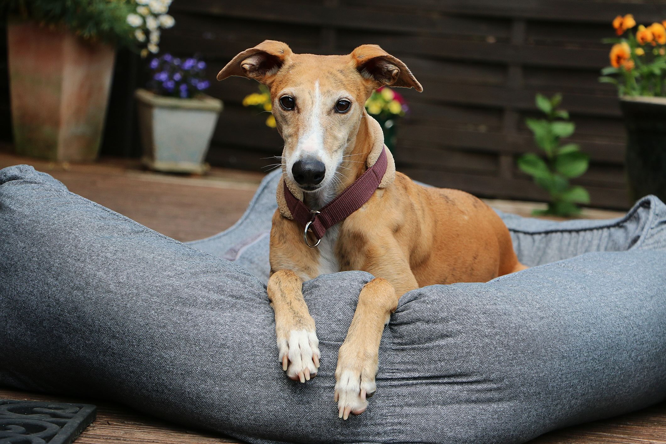 tan greyhound lying in a dog bed