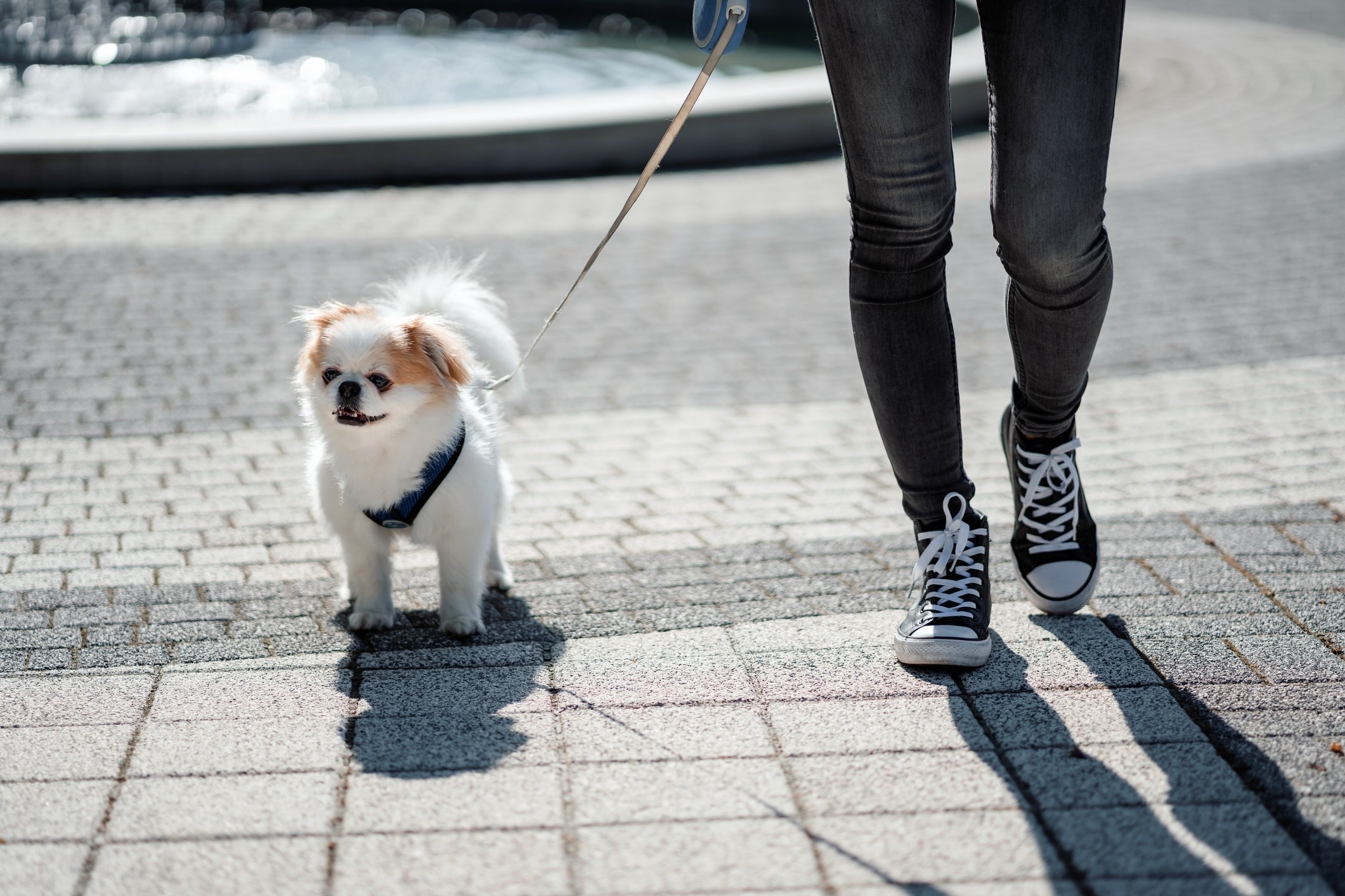 white and red japanese chin on a walk