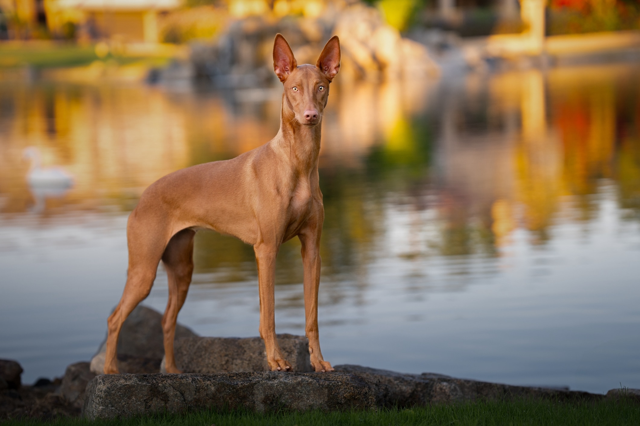 red pharaoh hound standing in front of water on a big rock