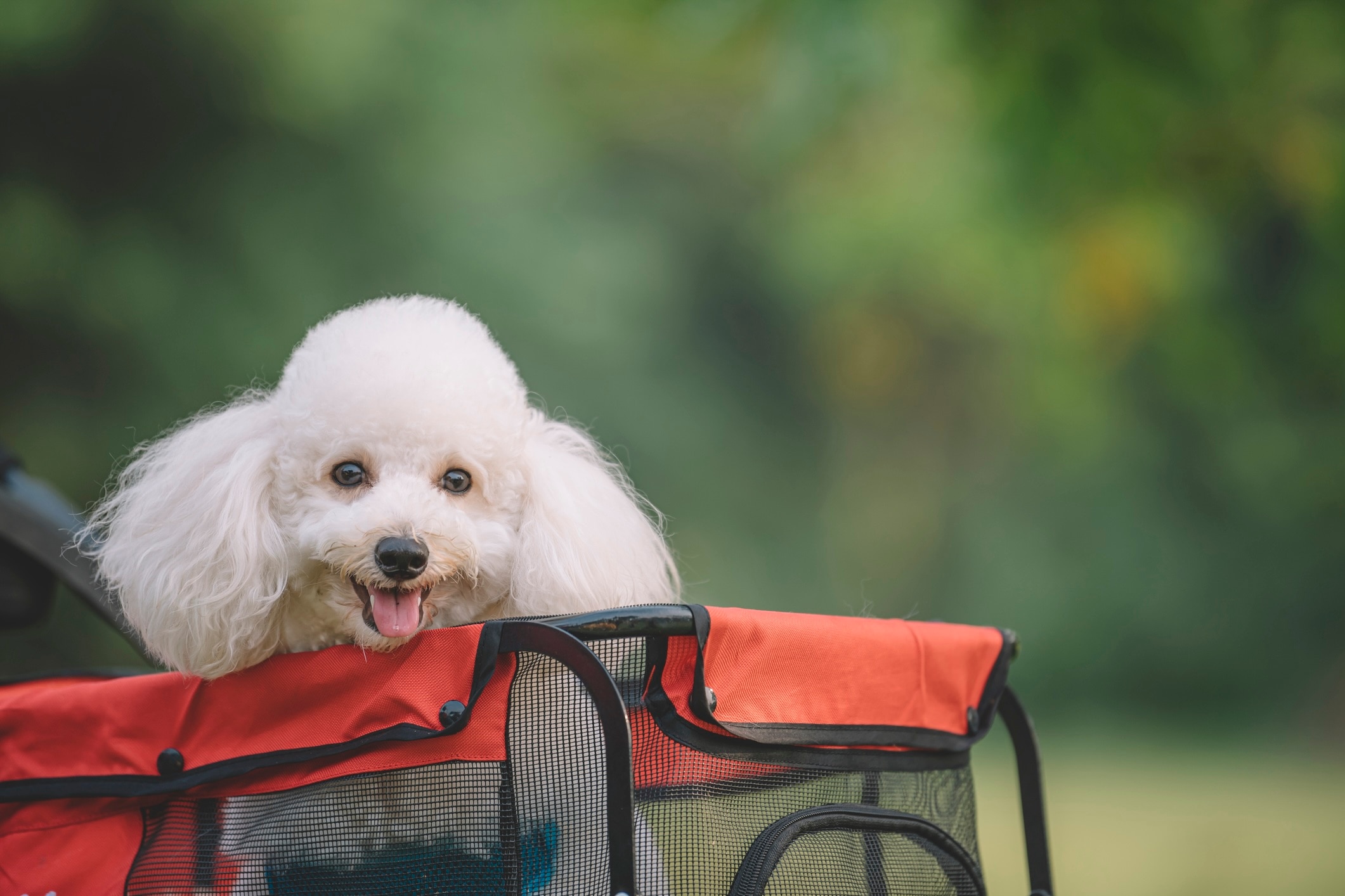 white toy poodle in a dog stroller