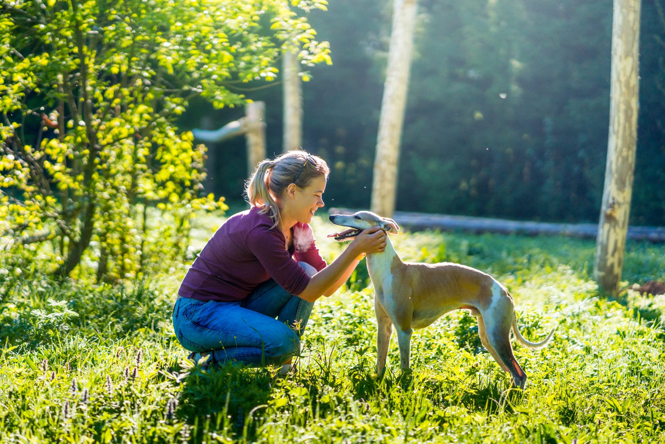 woman crouched in grass petting her whippet dog's cheeks