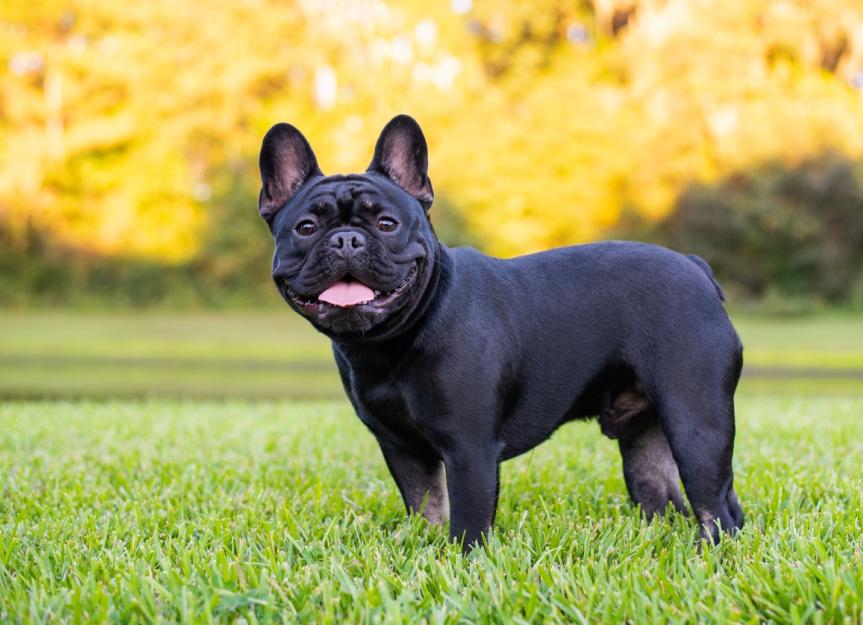 Physical activities of French bulldogs