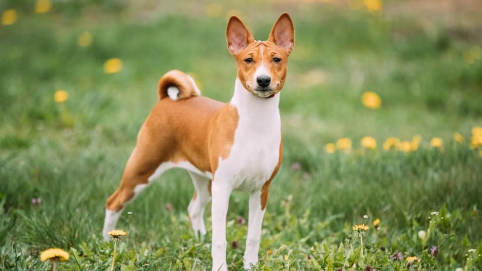 white and brown basenji dog standing in grass and smiling