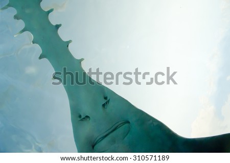 Saw of Sawfish in Aquarium