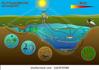 858 Energy flow ecosystem Images, Stock Photos & Vectors | Shutterstock