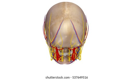 Human Skull Blood Vessels Nerves Posterior Stock Illustration 537649516 ...