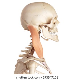 824 Sternocleidomastoid Images, Stock Photos, 3D objects, & Vectors ...