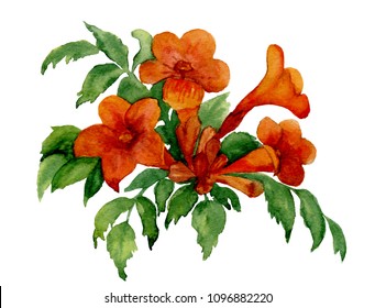 Trumpet Vine Images, Stock Photos & Vectors | Shutterstock