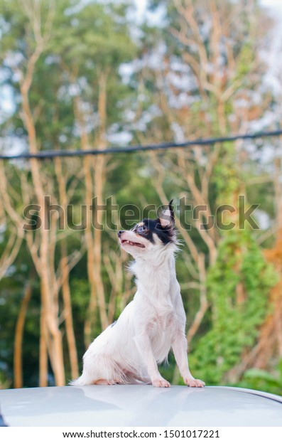 beautiful Chihuahua on the\
car rooftop