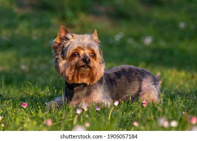 Yorkshire Terrier Hd Stock Images Shutterstock