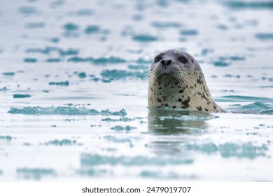 A close-up of a harbor seal swimming in icy waters, with a blurred background of floating ice