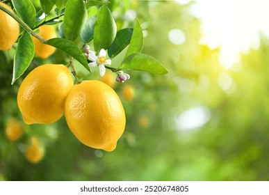 Close-up Lemon fruit with flower hanging on tree in lemon farm.