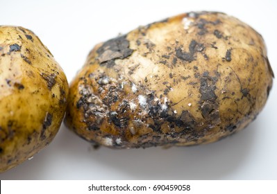 4,982 Bad potato Images, Stock Photos & Vectors | Shutterstock