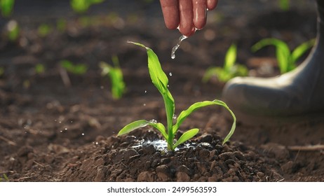 The farmer works in the irrigation corn passionate about agriculture. agriculture a business concept. hand sprout is watering on the corn. hand farmer farm watering green corn sprout irrigation