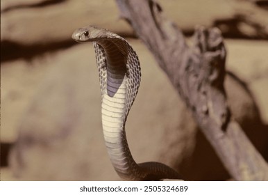 The Indian cobra (Naja naja), also known commonly as the spectacled cobra, Asian cobra, is a species of cobra, a venomous snake in the family Elapidae.