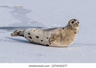 A large grey harp seal or harbor seal on white snow and ice looking upward with a sad face. The wild gray seal has long whiskers, light fur or skin, dark eyes, spotted fur and heart shaped nose.  