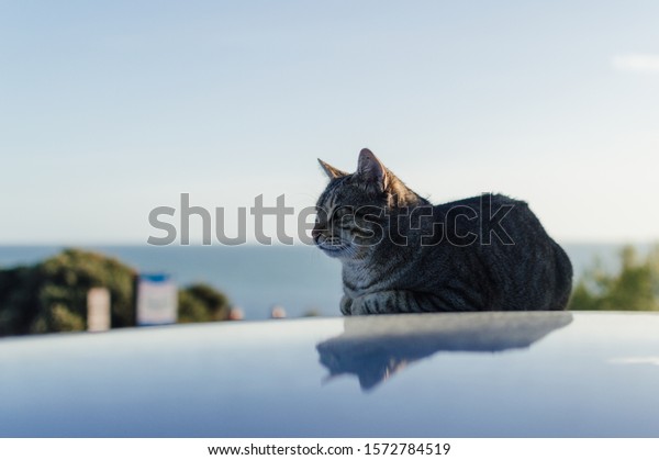 Lovely cat\
on the car rooftop relaxing outdoors, close up image. Domestic pets\
collection. Countryside life\
background