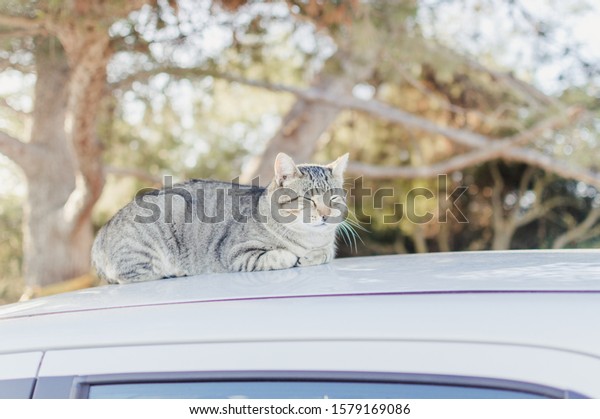 Lovely cat\
on the car rooftop relaxing outdoors, close up image. Domestic pets\
collection. Countryside life\
background