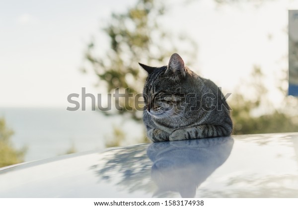 Lovely cat\
on the car rooftop relaxing outdoors, close up image. Domestic pets\
collection. Countryside life\
background