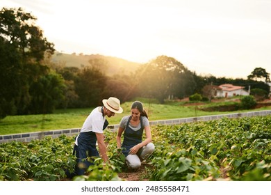 Nature, couple and farming together, outdoor and love for sustainability, woman and man in morning. Working, crops and growth of vegetable for harvest, teamwork and farmer for agriculture in USA