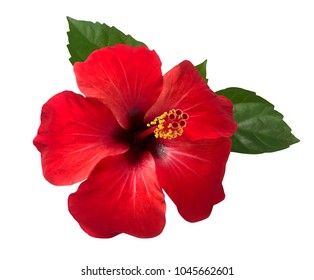 Red Hibiscus Flower Isolated On White Stock Photo 82224289 | Shutterstock