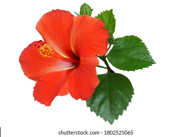 Yellow Hibiscus On White Background Path Stock Photo (Edit Now) 797839468