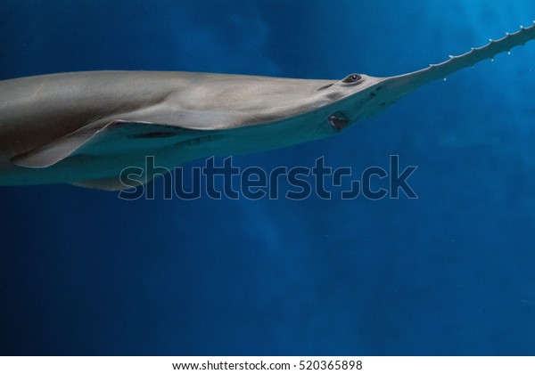 sawfish\
shark underwater close up detail of mouth and\
saw