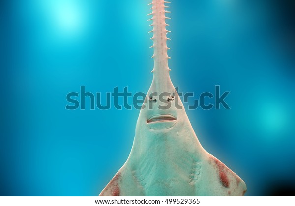 sawfish\
underwater close up detail of mouth and\
saw