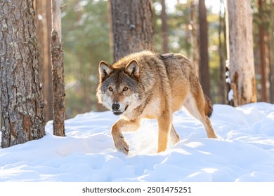 Timber wolf in snowy sunny winter forest. European wolf Canis Lupus in natural habitat. Wild life