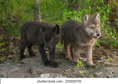 6,334 Wolf and pups Images, Stock Photos & Vectors | Shutterstock