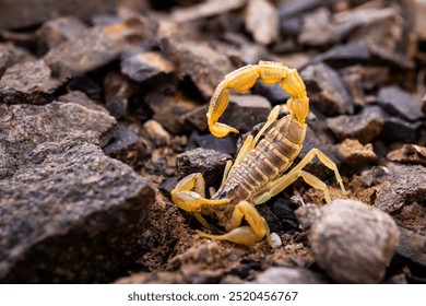 yellow venomous scorpio on the rocks detail