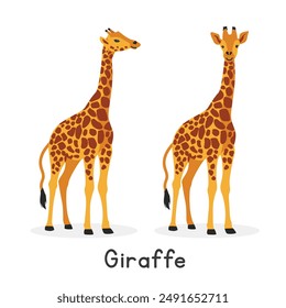 Giraffe vector illustration, cartoon clipart character, animal in flat style. Wild animals, wild creatures, wildlife concept. Giraffe vector design isolated on white background