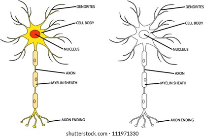 Labeled Diagram Of Nerve Cell