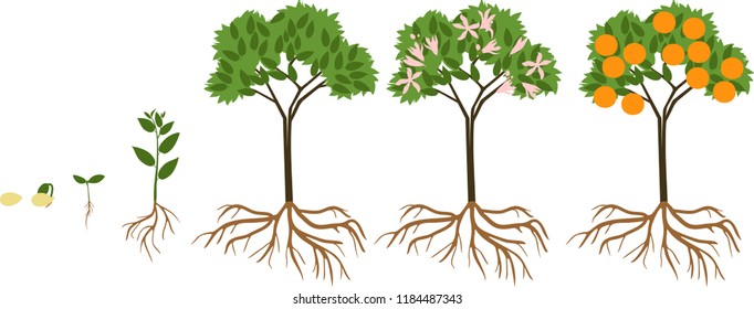 Tree Life Stages