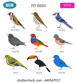 Pet birds collection,  breeds icon set flat style isolated on white.  Create own infographic about pets. Vector illustration