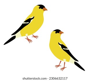 Set of  American goldfinch (Spinus tristis). Yellow bird isolated on white background. Vector illustration.