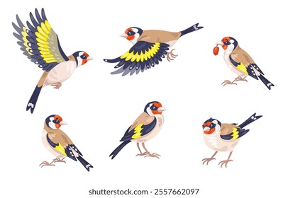 Set of six cute goldfinches in different poses. Birds are sitting and flying. In cartoon style. Isolated on white background. Vector flat illustration.