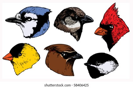 A set of six realistic ink songbird heads in a profile view. Vector.