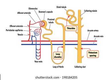 Loop Of Henle Kidney