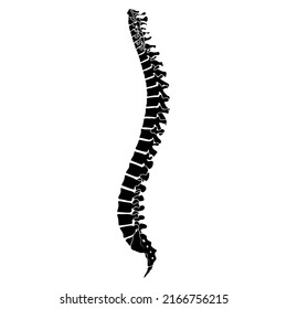 Skeleton Human Vertebral Column Silhouette Spine Stock Vector (Royalty ...