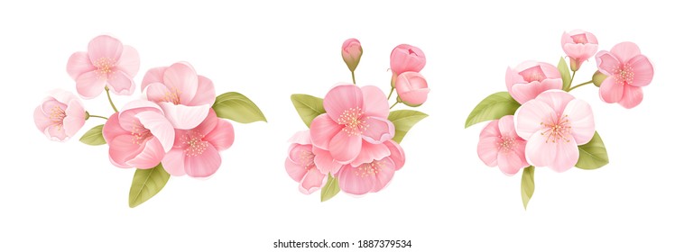 Spring sakura cherry blooming flowers bouquet. Isolated realistic pink petals, blossom, branches, leaves vector set. Design spring tree illustration