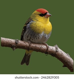 This is a beautiful bird. Its name finch.