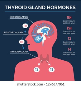 1,027 Thyroid infographics Stock Illustrations, Images & Vectors ...