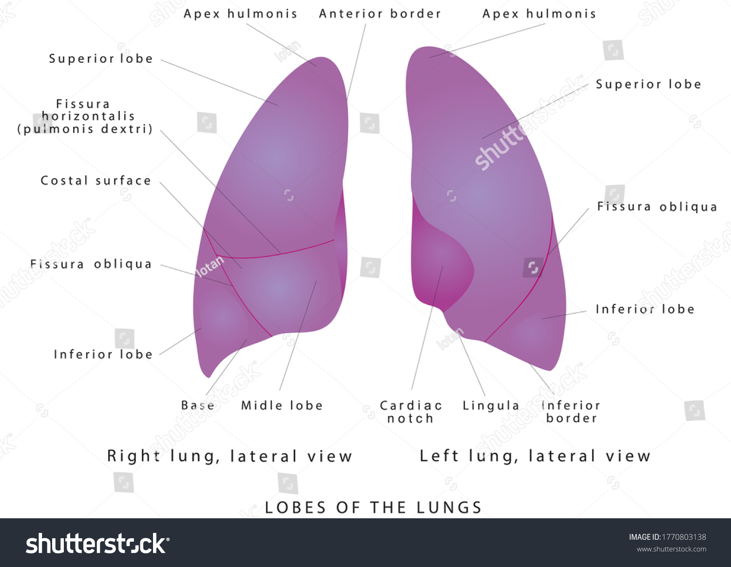 Human Lungs Diagram Lung Lobe Lateral Stock Vector (Royalty Free ...